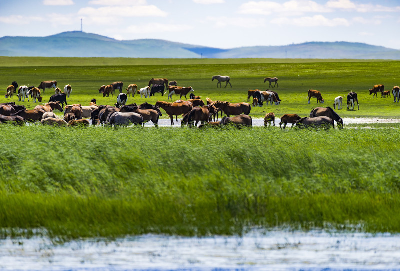 内蒙古，绿色崛起与文化瑰宝的交融之地